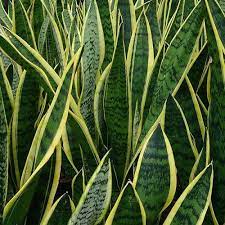 Daun lily paris (chlorophytum comosum) atau selain itu, pokok lidah jin ini juga boleh menyerap radiasi yang terhasil daripada penggunaan barangan elektronik seperti komputer dan televisyen. Anak Pokok Lidah Jin Kebuna Putrajaya