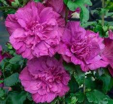 Image result for Hibiscus ludwigii