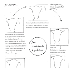 Tag deiner monatsblutung und endet mit dem tag vor der nächsten blutung. Https Lehrerfortbildung Bw De U Matnatech Bio Bs 6bg 6bg2 Download Docs Lpe7 Partnerpuzzle Zum Thema 20menstruatuinszyklus 1 Pdf