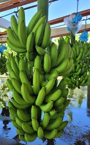 SEASONALITY DETERMINES SIZE OF BANANAS — Earl's Organic Produce