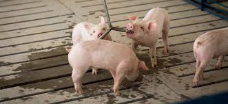 SUSTAINABILITY IMPACT REPORT