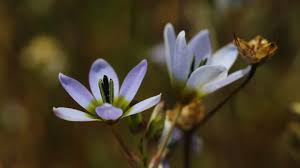 Image result for Gladiolus trichonemifolius