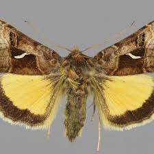 Image result for Syngrapha hochenwarthi