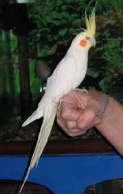 Lutino Cockatiel Cockatiel Cockatiel Care Cute Birds