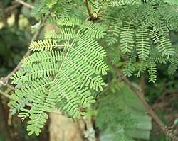Image result for Acacia xanthophloea