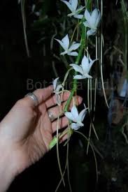 Image result for Aerangis appendiculata