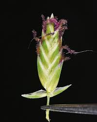 Image result for Volkiella disticha