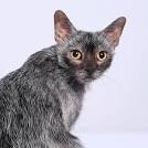 Kitten Lykoi cat, 7 weeks old, also called the Werewolf ...