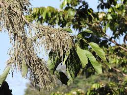 Image result for Alchornea occidentalis