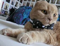 Scottish Fold Cat Squish Face Cat British Shorthair Kedi