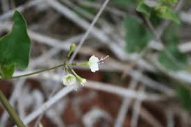 Image result for Commicarpus pedunculosus