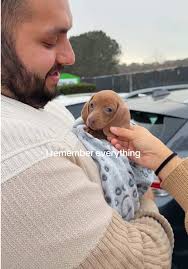 I Remember Everything Dog