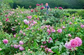 Maybe you would like to learn more about one of these? Sick Soil Syndrome Can Wreak Havoc In Your Garden Marin Independent Journal