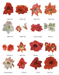 Image result for Hippeastrum sp. cultivars