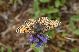 Image result for Melitaea cinxia