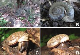 Image result for Pearsonia