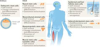 Ayman kamal batch plant manager at lafargeholcim egypt. Translational Control Of Stem Cell Function Nature Reviews Molecular Cell Biology