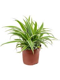 Image result for Chlorophytum pauper