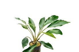 Image result for Homalium dentatum