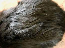 How to cure cat dandruff. Curing Cat Dandruff Asthma Cats