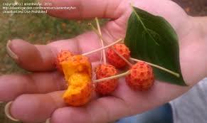 Australia is a country where people want to make their own little rainforest or nut tree plantation. Plant Identification Closed What Is This Fruit Tree With Semi Prickly Berrylike Fruits 1 By Arienhwyfar