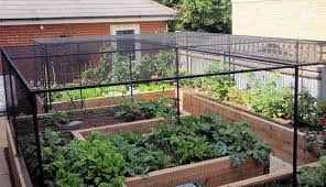 They should be strong, at least five feet tall (to handle most varieties), with holes big enough to get your hand in to bring out nice. Fruit Cage Steel For Raised Beds Customer Projects Vegetable Garden Raised Beds Fruit Cage Garden Beds