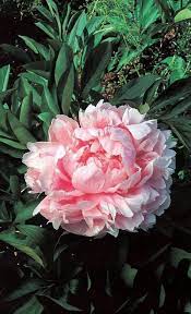 La Fleur La Plus Tendance Du Printemps Ete 2018 La Pivoine Peonies Peony Flower Photos Flower Garden Design Beautiful Flowers