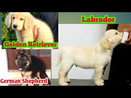 Our puppies are wormed and microchipped we are looking for loving owners for our puppies. Labrador Puppies German Shepherd Puppies Golden Retriever Puppies Available For Sale Youtube