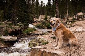 He truly shines when it comes to representing the true breed standard of a golden retriever. Companion Golden Retriever Rescue