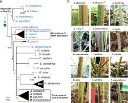 Image result for Aeschynomene abyssinica