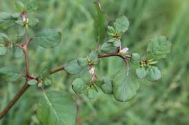 Image result for Trianthema