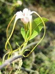 Image result for Strophanthus kombe