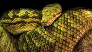 We did not find results for: 8 Ular Terbesar Dunia Termasuk Raja Piton Hutan Kalimantan