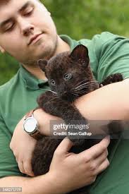 Zookeeper Petra Schroeder holds a twin baby panther while presenting...  News Photo