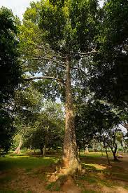 Image result for Antiaris toxicaria