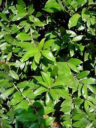 Image result for Combretum kraussii