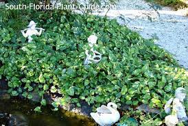 Pothos (epipremnum aureum) is a very popular houseplant that also has the nickname devil's ivy because of its extreme hardiness. Golden Pothos