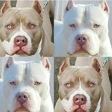 Get 3d Bull Terrier Free Stickers Pitbulls Pitbull Puppies Pitbull Dog