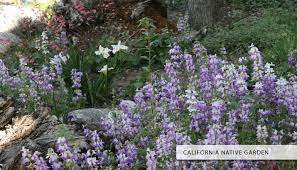 Discover hundreds of ways to save on your favorite products. Plants Of The Month List Golden West College