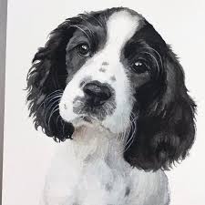 Black And White Springer Spaniel Stuffed Animal Emily Olson On Instagram English Springer Spaniel Puppy 5x7 On Fabriano Artistico 140lb Springer Spaniel Puppies Spaniel Art English Springer Spaniel Puppy