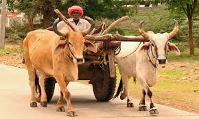 The ox is brown with gold rings around its neck. Ox Yokes And Collars Withers Yokes And Ox Collars Homestead On The Range