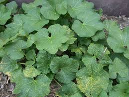 Complete guide on care and maintenance. Ugly Scale On Hollyhocks Could Be Fungal Rust Indiana Yard And Garden Purdue Consumer Horticulturepurdue University Indiana Yard And Garden Purdue Consumer Horticulture