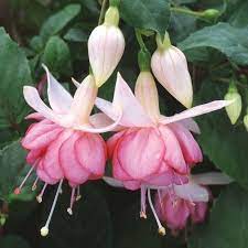 Pin By Hatice On Flowers Florals Fuchsia Flowers Fuchsia Flower Shade Flowers