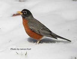 Backyard Birds Of Middle Tennessee Tennessee Watchable Wildlife American Robin American Robin Common Birds Backyard Birds