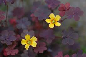 Image result for Oxalis purpurascens