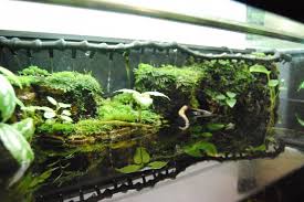 20 Gallon Paludarium Cork Scape Build Thread Aquariacentral Com