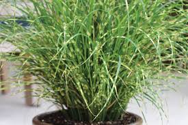 As the main importers of german sport equipment and turkish artificial grass into nigeria, we are renouned to be the best. New Sterile Ornamental Grasses One Solution To Grass Invasion Greenhouse Grower