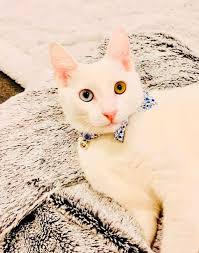 💗Available For Adoption: Playful...