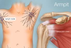 The Armpit Human Anatomy Picture Function Parts Conditions More Armpits Armpit Lump Human Anatomy