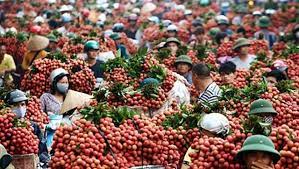 Cụ thể, tại thị trường nội địa, vải thiều tươi bắc giang được tiêu thụ khắp toàn quốc, những địa phương tiêu thụ với số lượng lớn, gồm: Váº£i Thiá»u Báº¯c Giang Khai TrÆ°Æ¡ng San Giao Dá»‹ch Ä'iá»‡n Tá»­ Vietstock